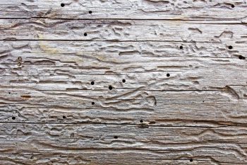 پترن پس زمینه چوبی